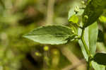 Common sneezeweed